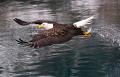834 - BALD EAGLE CATCHING FISH - KWAN PHILLIP - canada